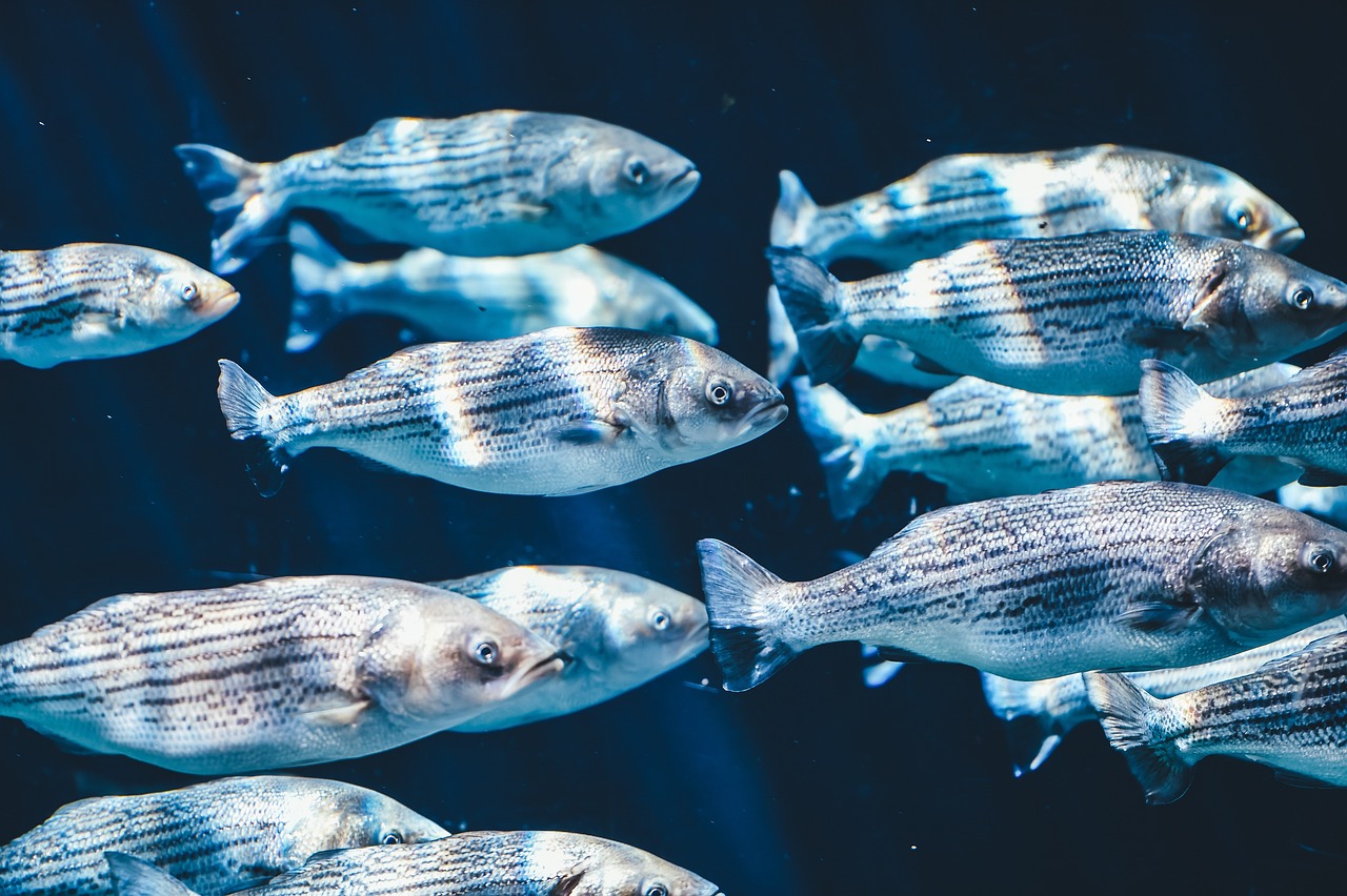 Die Herkunft von Fisch und Meeresfrüchten: Eine Reise von der Quelle bis zum Teller